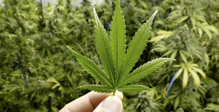 Usages licites du cannabis : 2.905 autorisations délivrées jusqu’au 23 avril courant